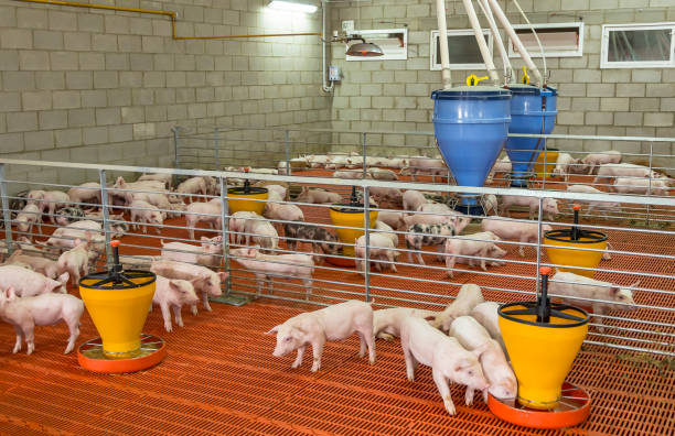 Livestock Internship Program – Denmark